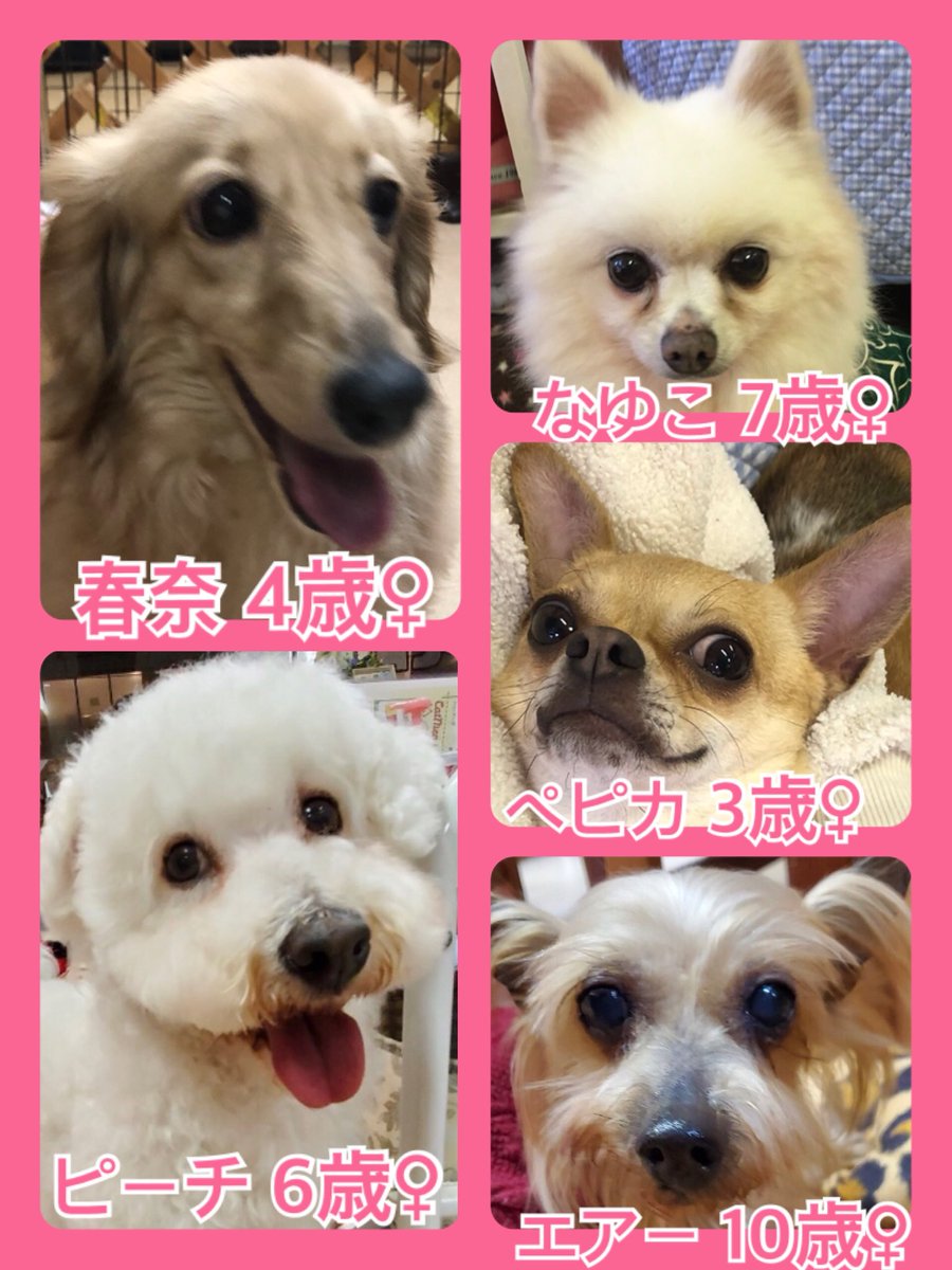 🐾今日の里親様募集中ワンコ🐶メンバーです🐾2020,3,14